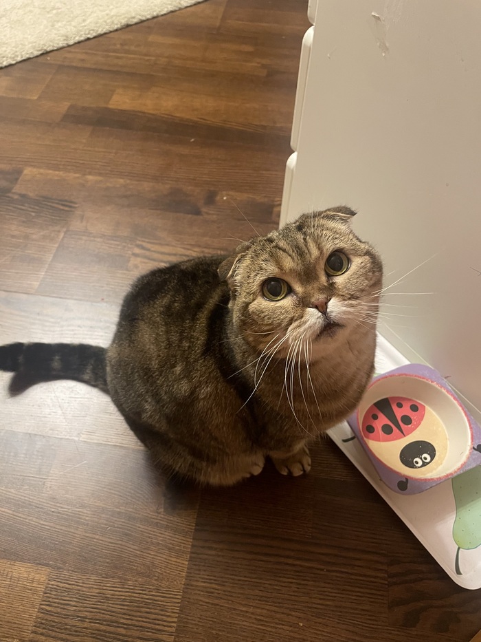 Еда есть? А если найду?