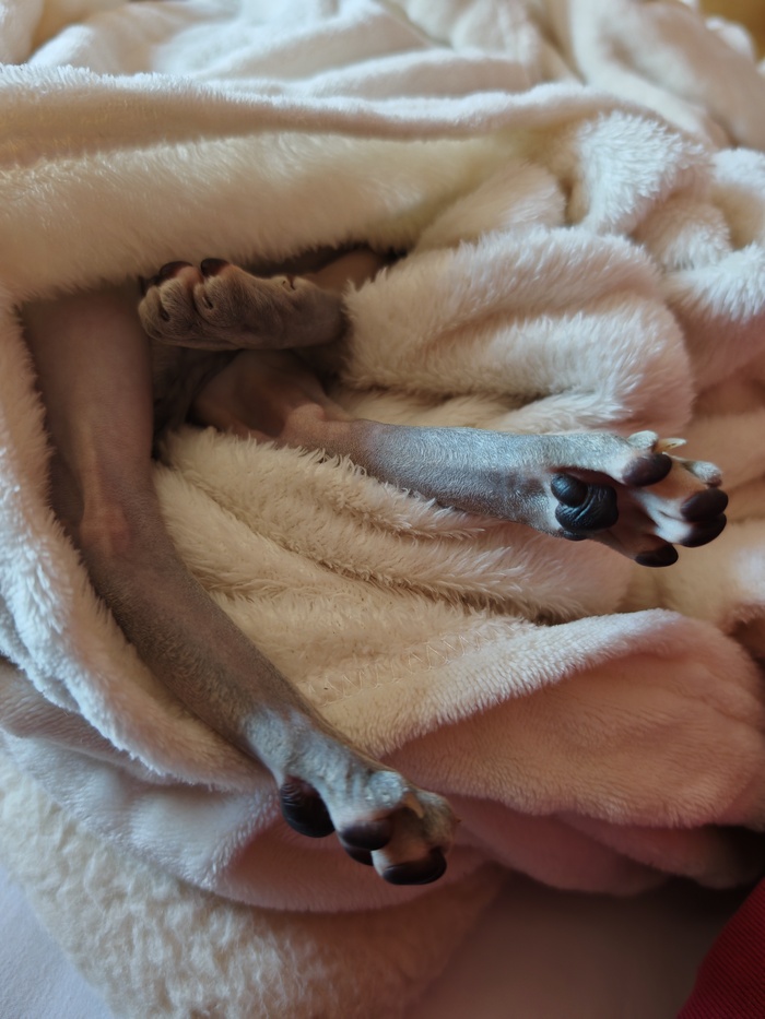 Ответ на пост «Моя лучшая фотография кота»