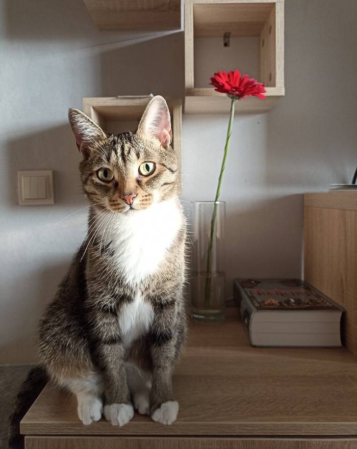 Моя лучшая фотография кота