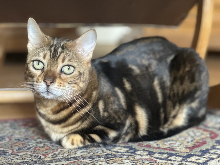 Ответ на пост «"Подтвердите, что вы пикабушник, добавив фото кота"»