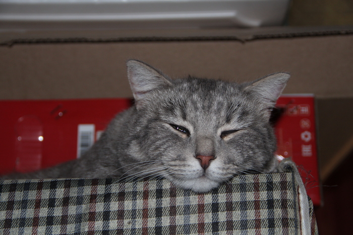 Ответ на пост «Моя лучшая фотография кота»