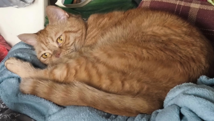 Ответ на пост «Кошка»