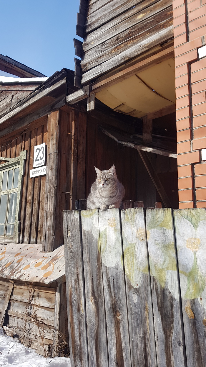 Ответ на пост «Моя лучшая фотография кота»