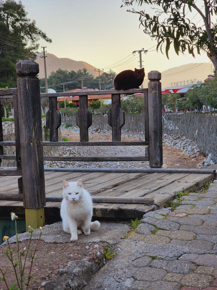 Ждут вечернюю кормёжку.