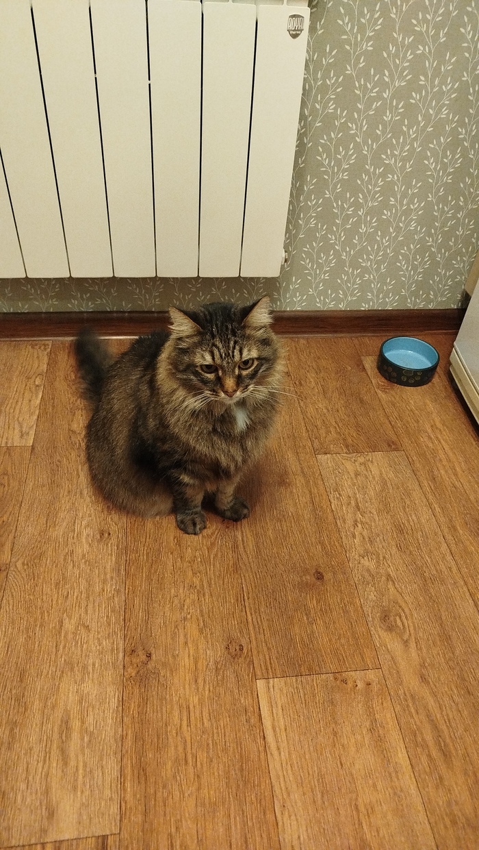 Ответ на пост «Моя лучшая фотография кота»