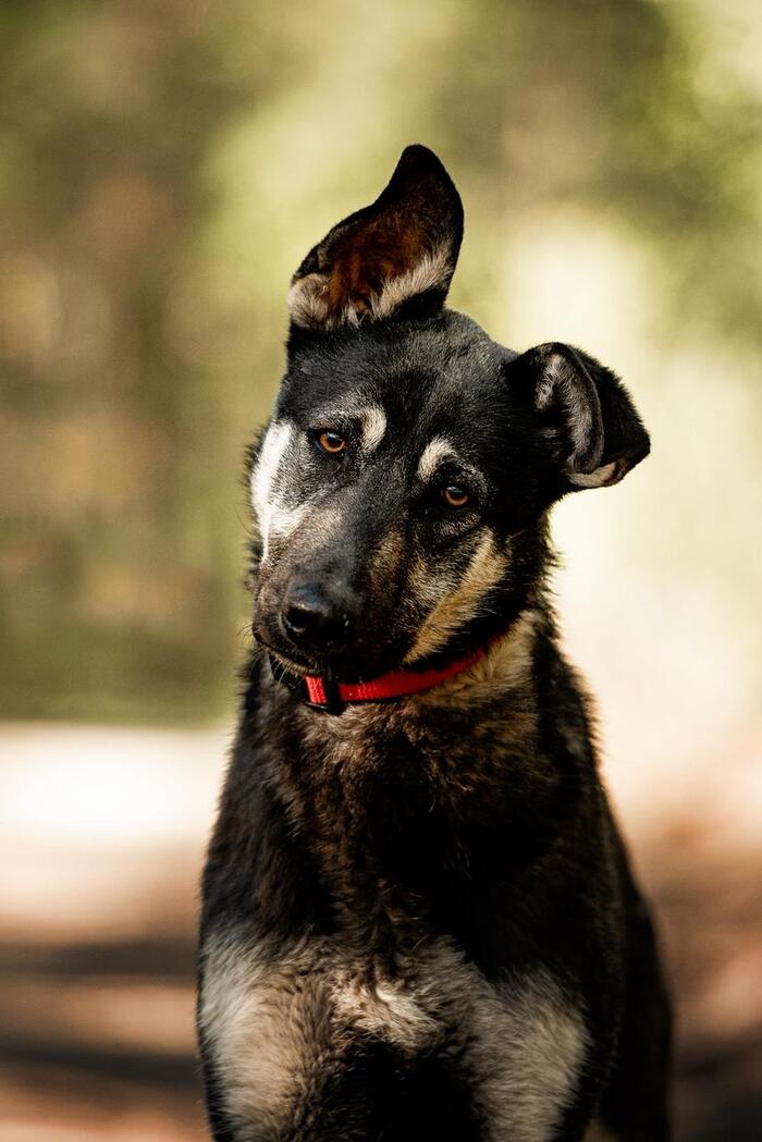 Москва и МО! Молодой кобель по кличке Чейз в поисках дома!