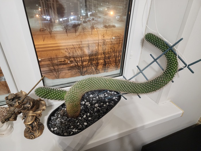 Вот во что за 5 лет превращаются маленькие кактусы из пятерочки