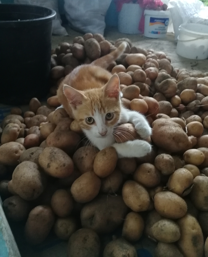 Рыжик II - великий фермер