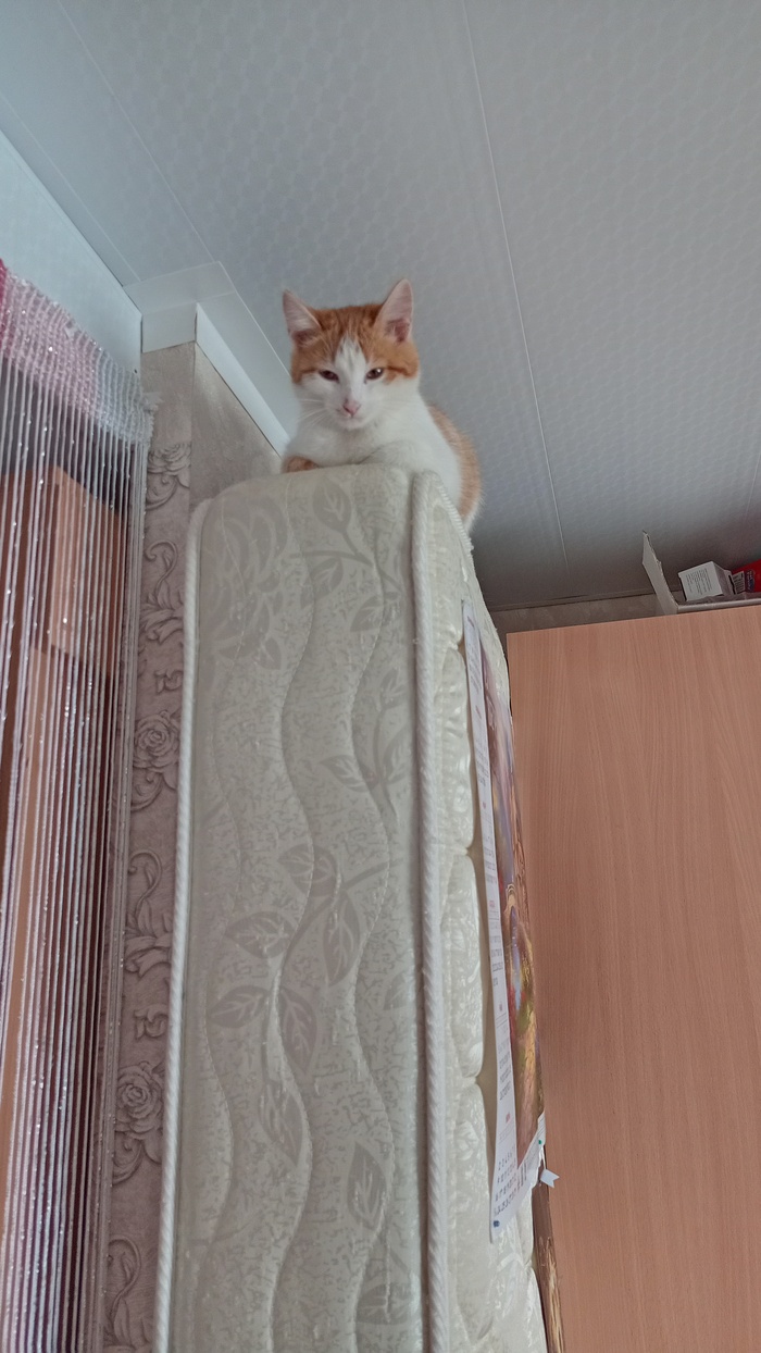 Ответ на пост «Моя лучшая фотография кота»