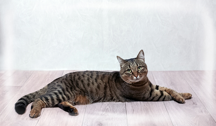 Ответ на пост «Моя лучшая фотография кота»