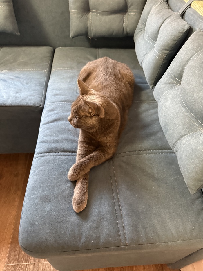 Соседский Семён.