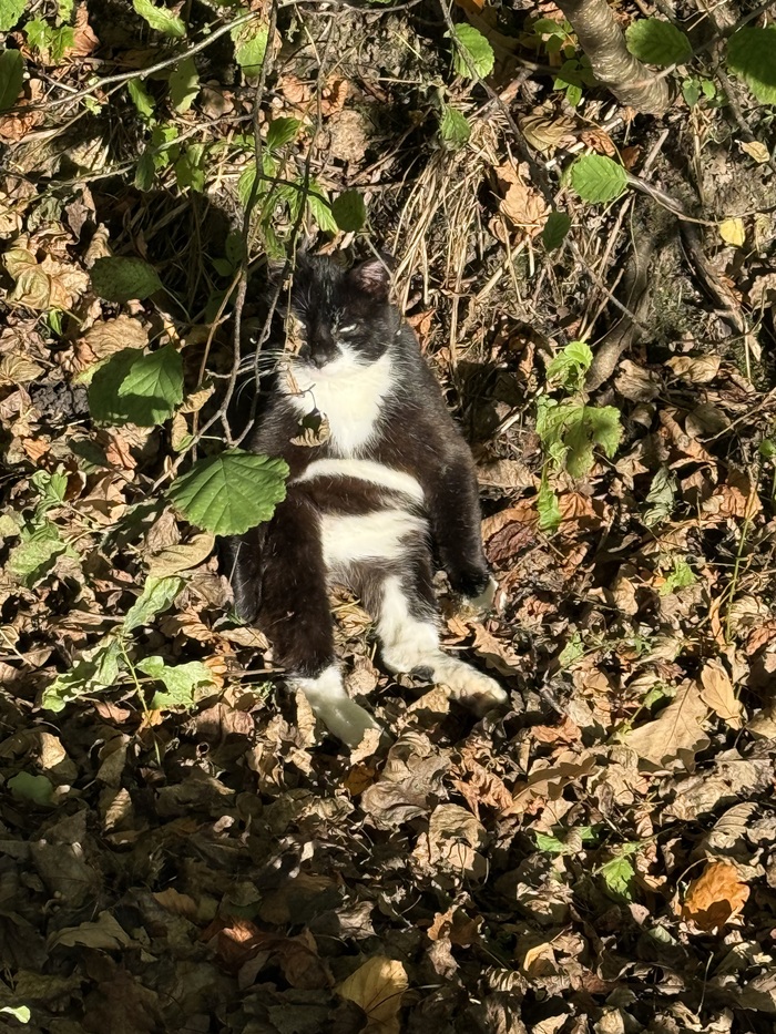Уличный кот в городе Ломоносов.