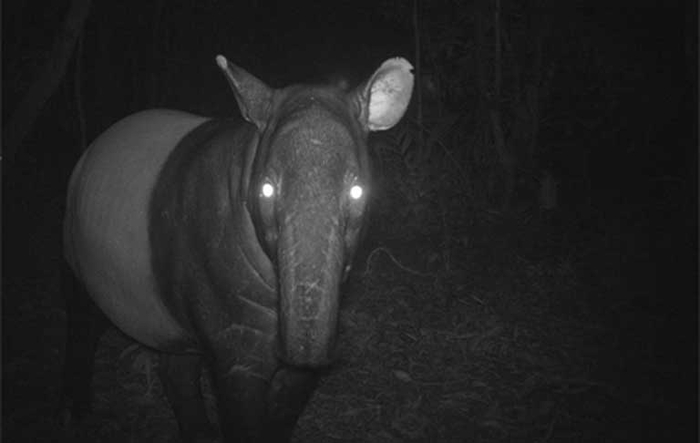 Не хотелось бы встретить такого товарища посреди ночи. Однако на сушу тапир выбирается, в основном, именно после захода солнца.