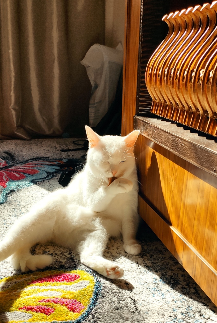 Ответ на пост «Моя лучшая фотография кота»