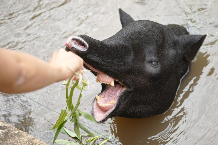 Руки вверх! Не двигаться! Или ты отдаёшь траву сам, или я стреляю из своей двустволки!