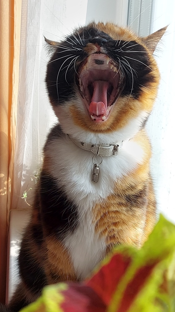 Ответ на пост «Моя лучшая фотография кота»