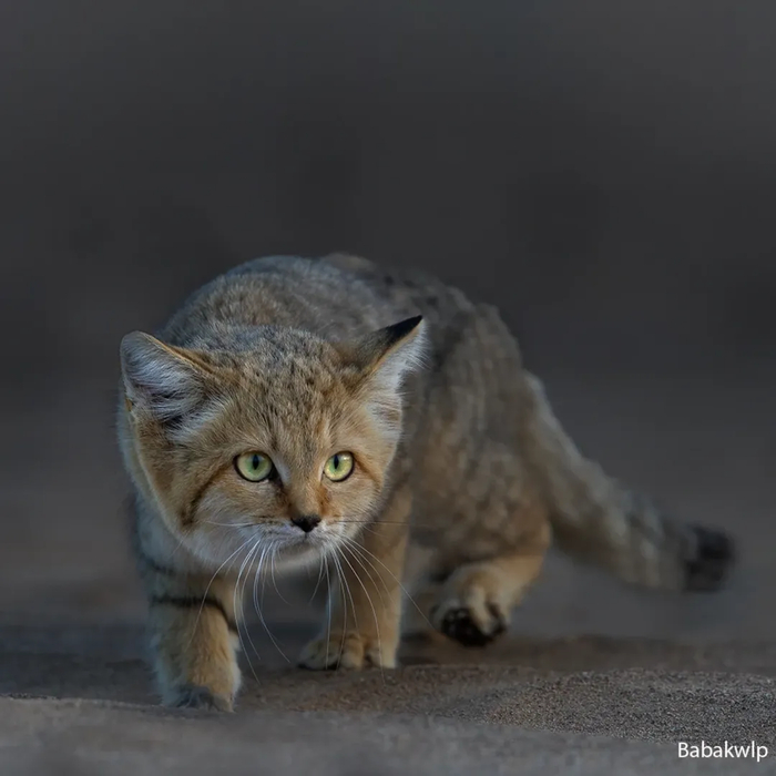 Вышел на охоту