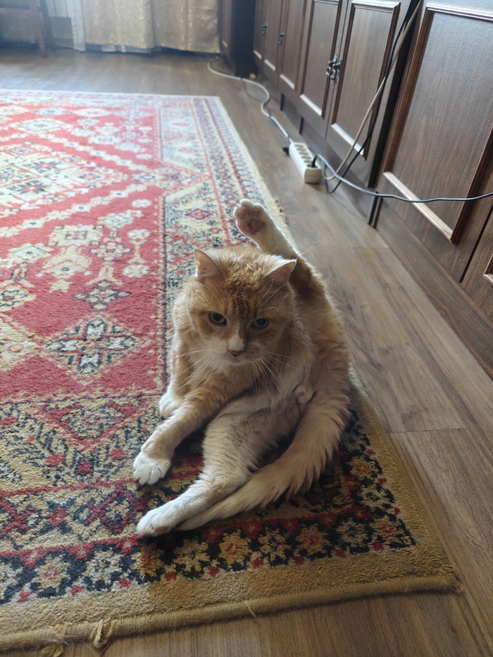 Моя лучшая фотография кота!