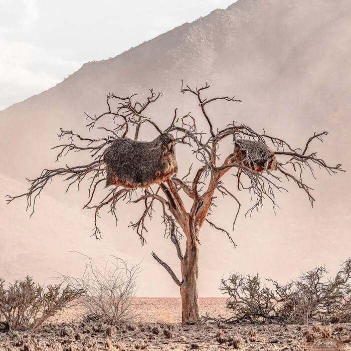 Гнездо обыкновенных общественных ткачей на верблюжьей акации