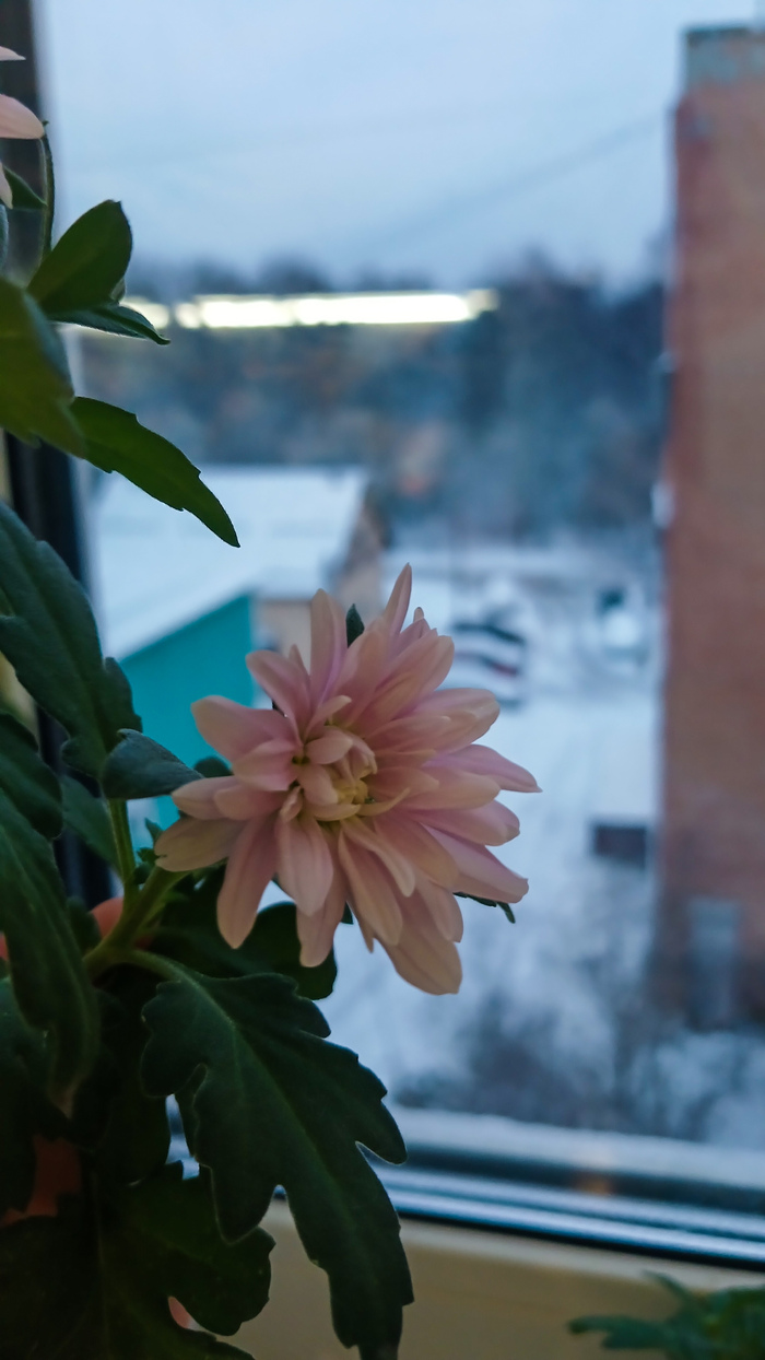 Хризантемка расцвела....хотя за окном снежок...