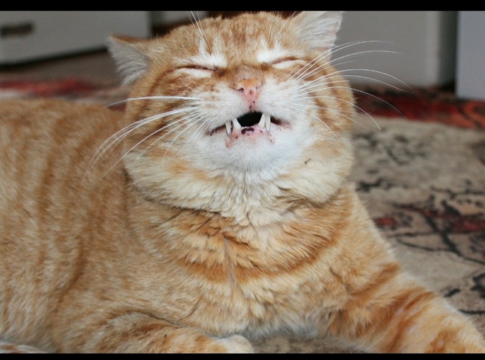 Ответ на пост «Моя лучшая фотография кота»