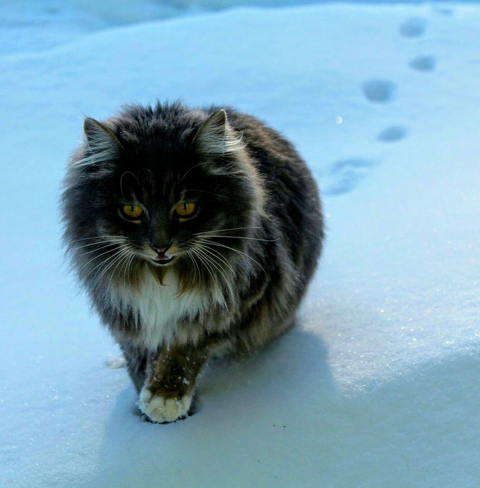 Ответ на пост «Моя лучшая фотография кота»