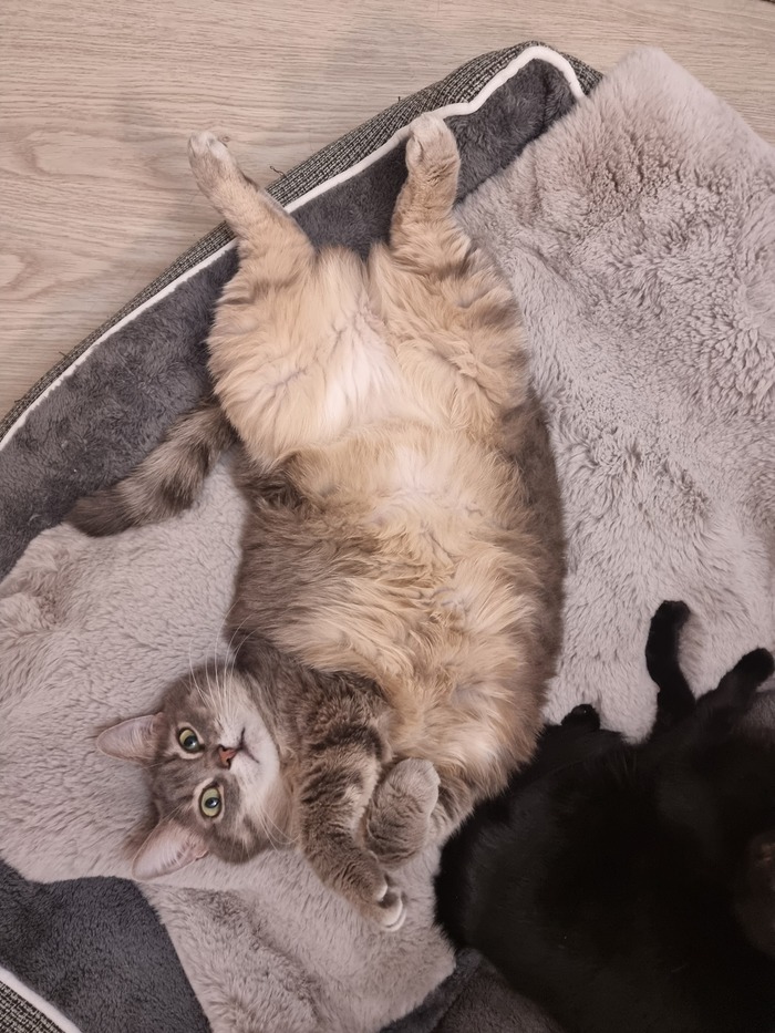 Ответ на пост «Моя лучшая фотография кота»