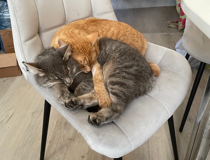 Год прошел, все еще вместе, бывает, спят, черти пушистые