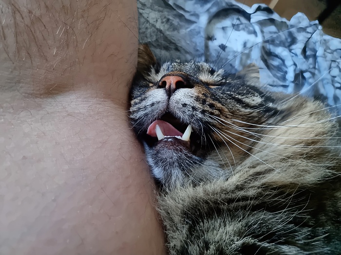 Ответ на пост «Моя лучшая фотография кота»