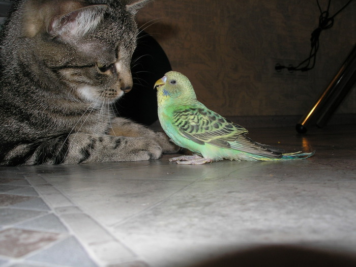 Ответ на пост «Моя лучшая фотография кота»