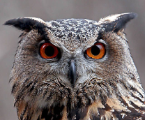 ��� �������