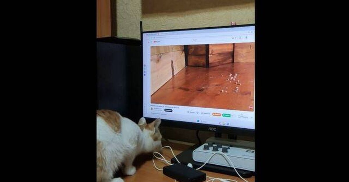 Котейка и мышь в мониторе - Милота, Кот, Котята, Мышь, Кошатники, Видео, Rutube, Короткие видео