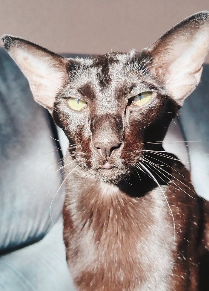 Ответ на пост «Моя лучшая фотография кота»