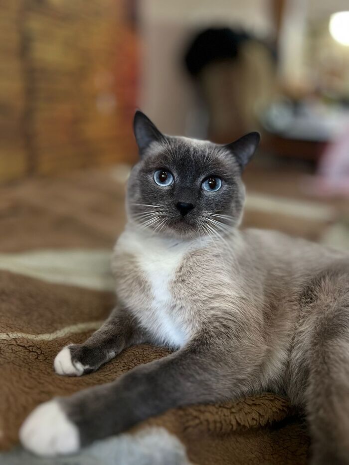 Моя лучшая фотография кота