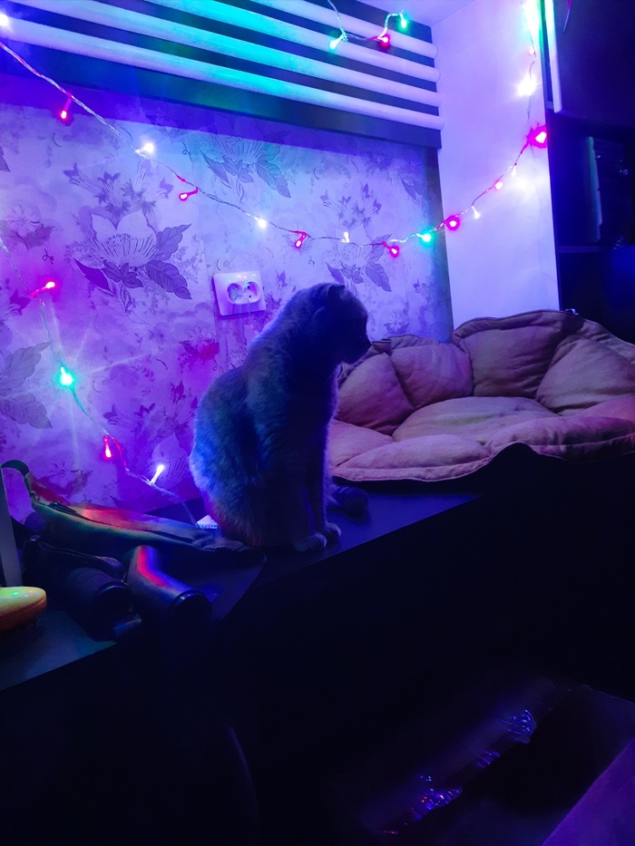 Моя лучшая фотография кошки