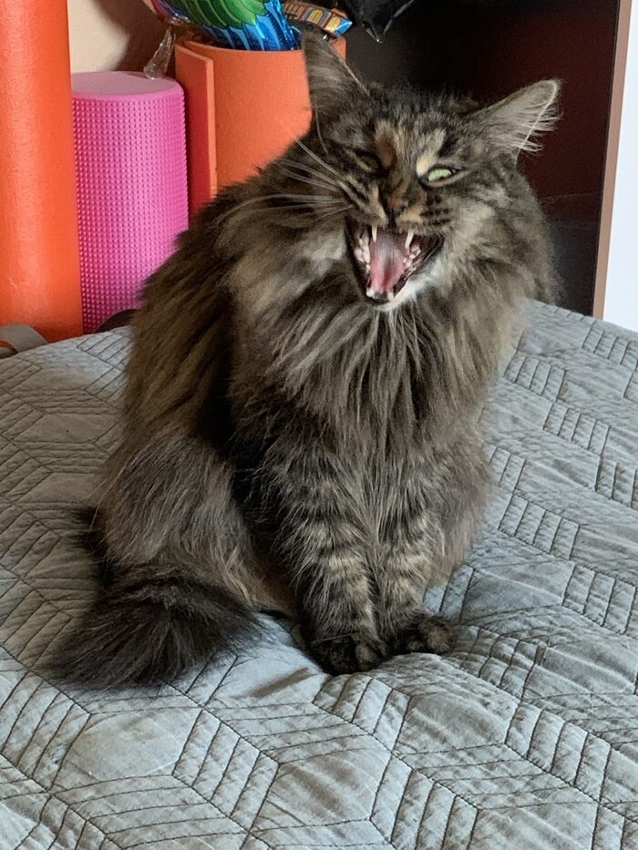 Лучшее фото кошечки Пенелопы