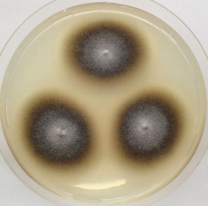 Черная плесень. Домашний тлен и токсины. Как ее победить?