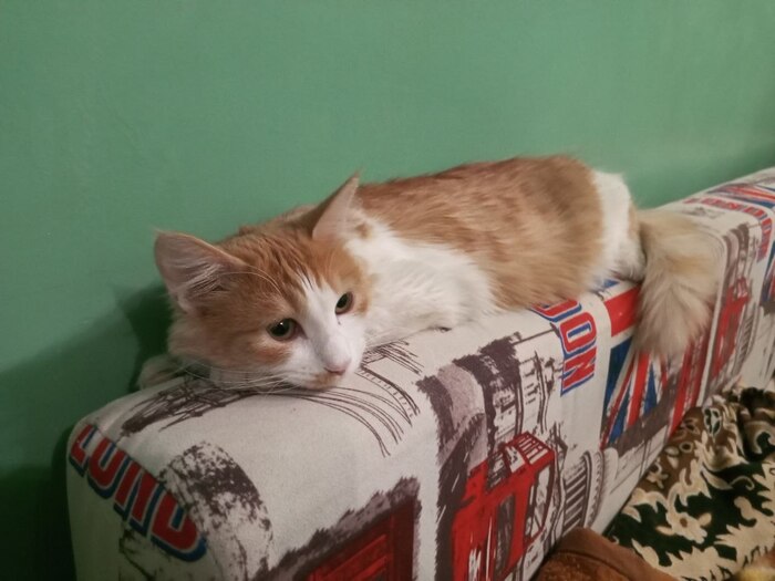 Шава, 10 месяцев. Дворянка)