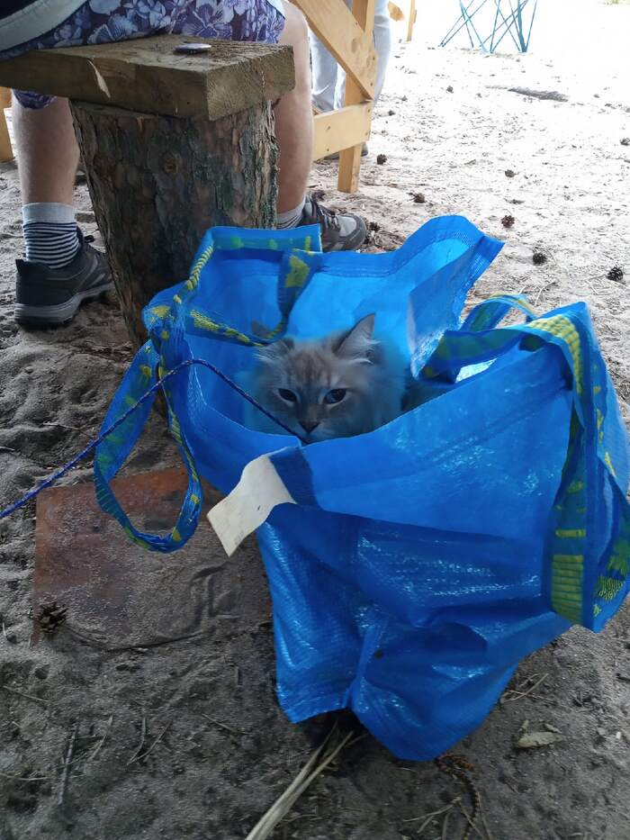 Бонусом — кот пакетированный