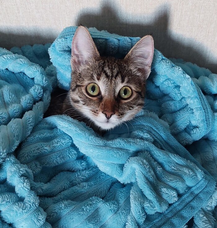 Ответ на пост «Моя лучшая фотография кота»