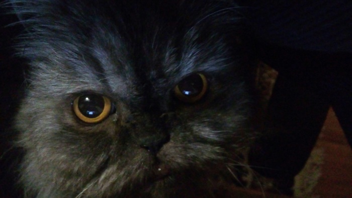 Моя лучшая фотография кота