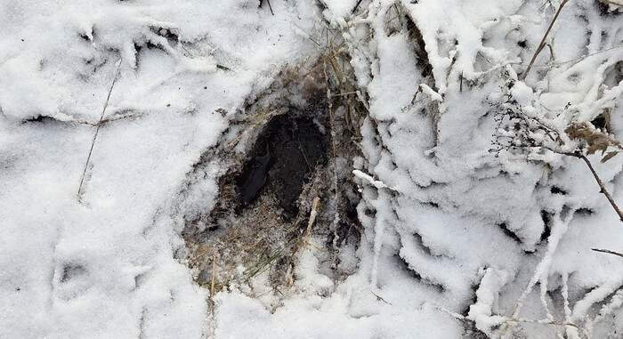 ���� ����, ������