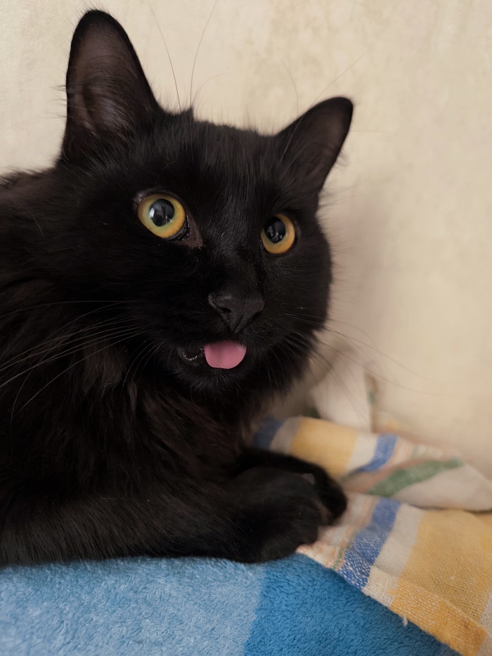 Лучшая фотография кота. Часть 2