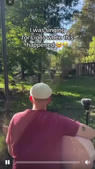 Реакция белых львов на November Rain Guns N' Roses - Короткие видео, Вертикальное видео, Смотреть со звуком, Guns N Roses, November Rain, Белые львы, Дикие животные, Зоопарк, Гитара, Песня, Со звуком, Видео, Семейство кошачьих, Милота