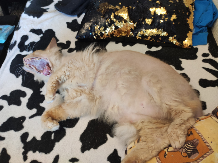 Ответ Mad2016 в «Моя лучшая фотография кота»