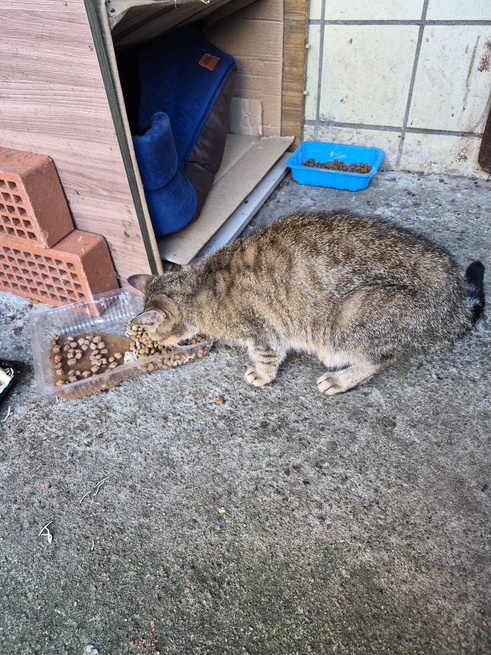 На улице очень холодно, кошечка гладкошертная, она замерзнет на улице