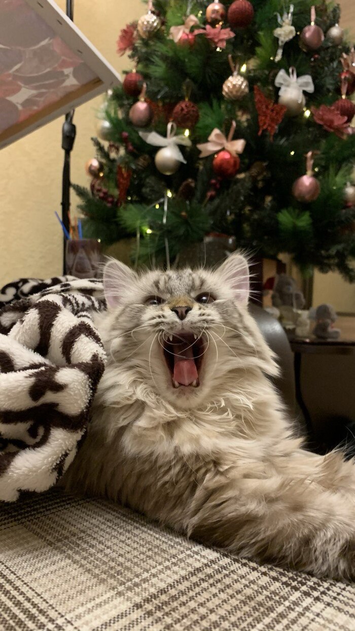 Лучшая фотография моей кошки