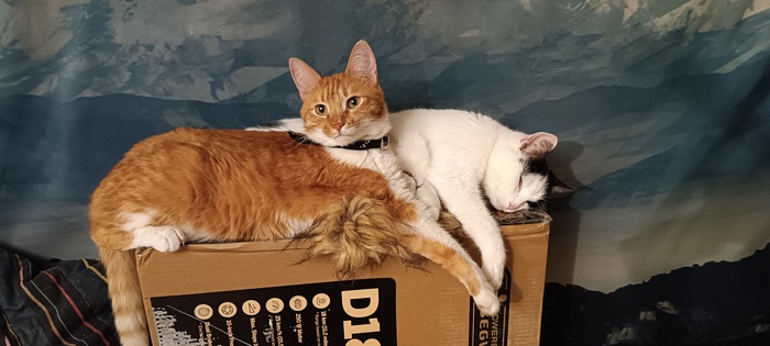 Пожалуй, лучшее фото моего кота