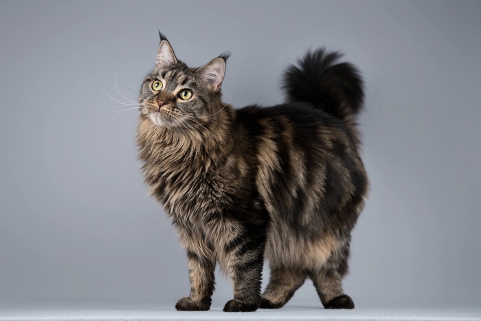 Кошечка Мурлыка в добрые руки