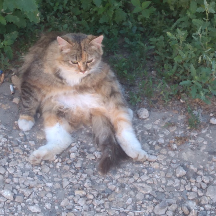 ����, ����...